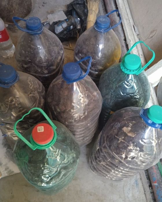 Урик коки бор Абрикосни тушак ест