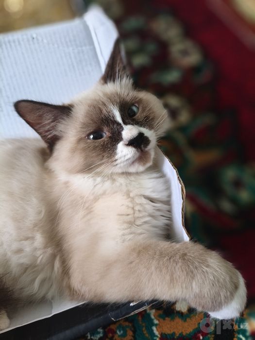 Ragdoll zotliy 4 oylik
