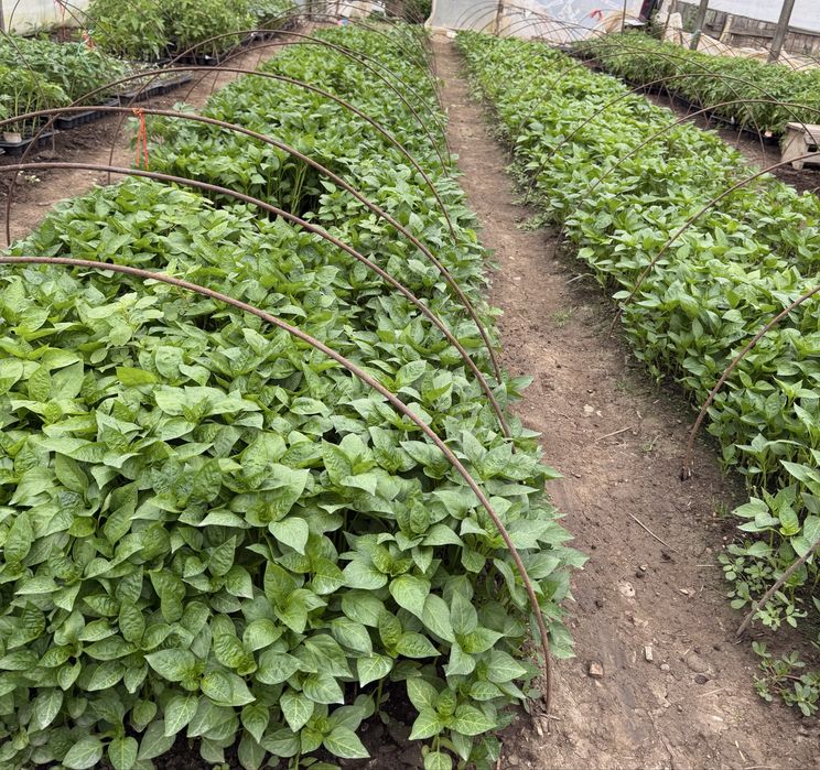 Vând răsad, rosii inima boului, ardei gras, kapia, gogosar, vinete