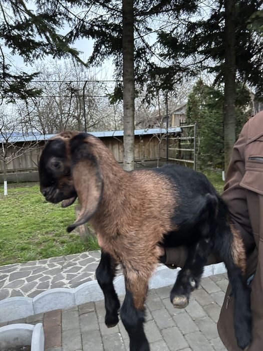 Masculi anglonubian