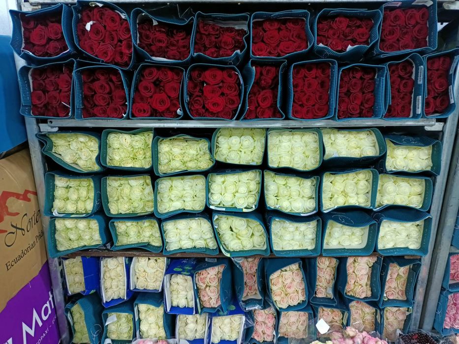 Оптом Розы Голландия 50см до 120см