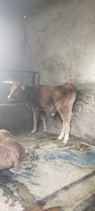 Продам бычка мощного 6 месецев