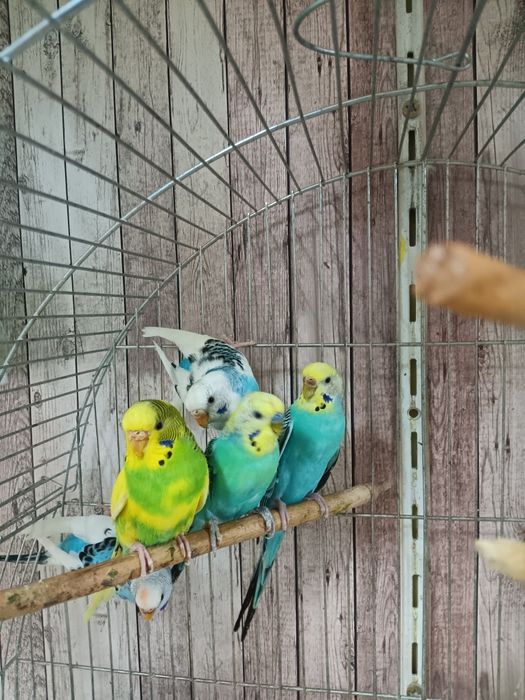 Продавам вълнисти папагали