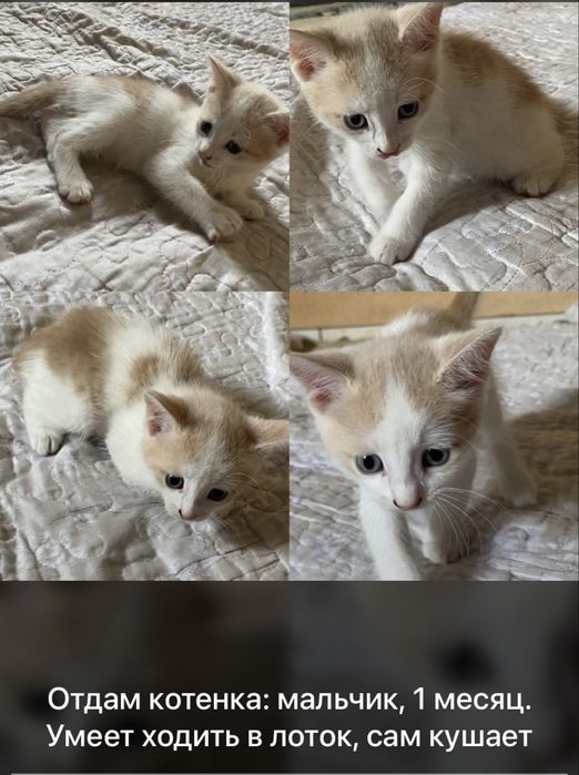Отдам котят в доброе руки.