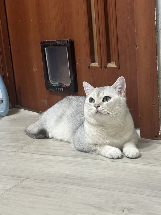 На вязку кот британец