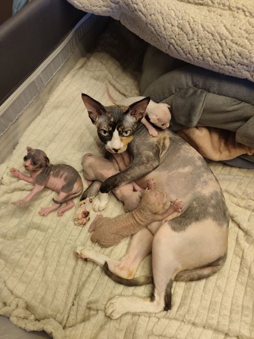 Коте Свинкс Флок