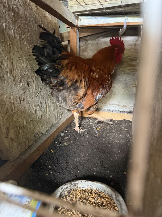Продам петухов Кучинские