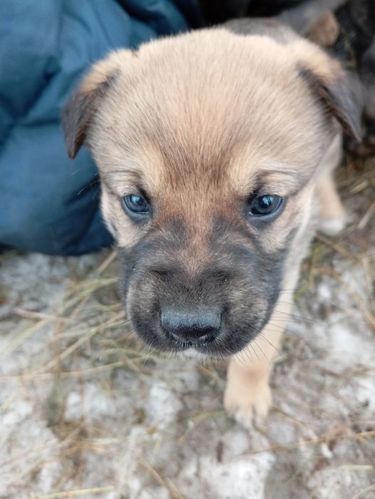 Отдам щеночков в хорошие руки