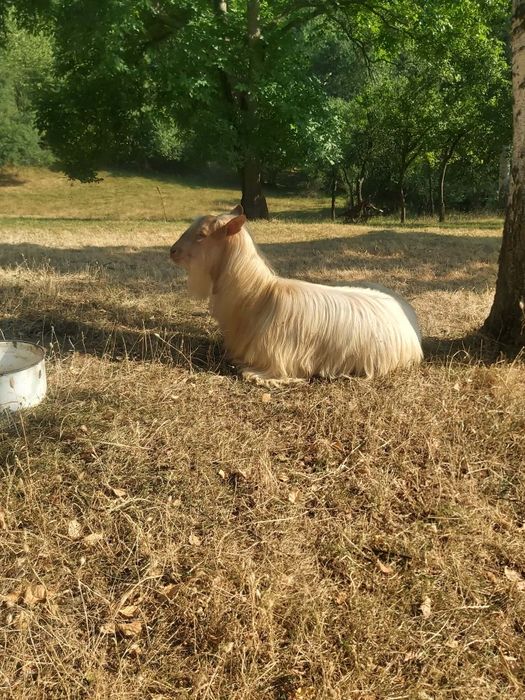 Продавам животно пръч