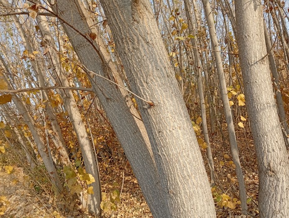 Terak yogʻochi sotiladi