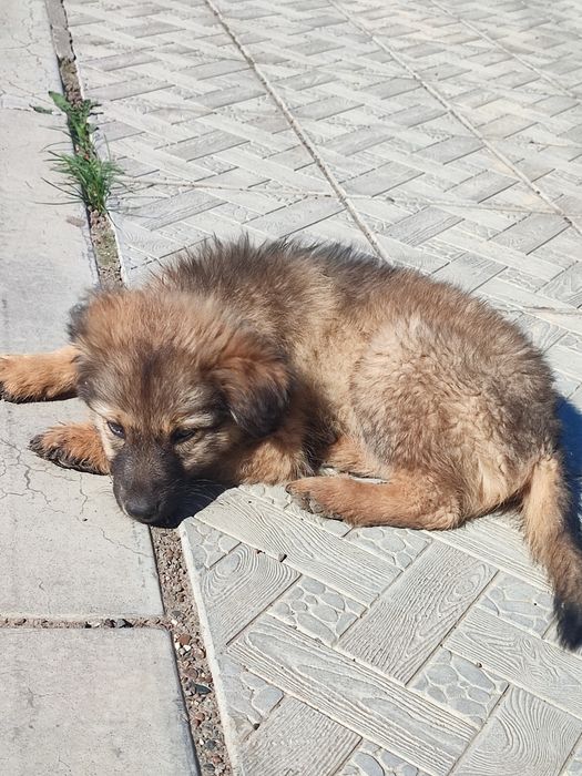 В добрые руки щенок