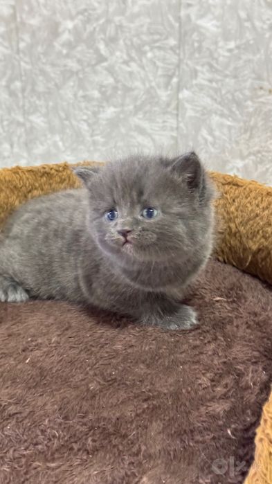 Продаётся котёнок