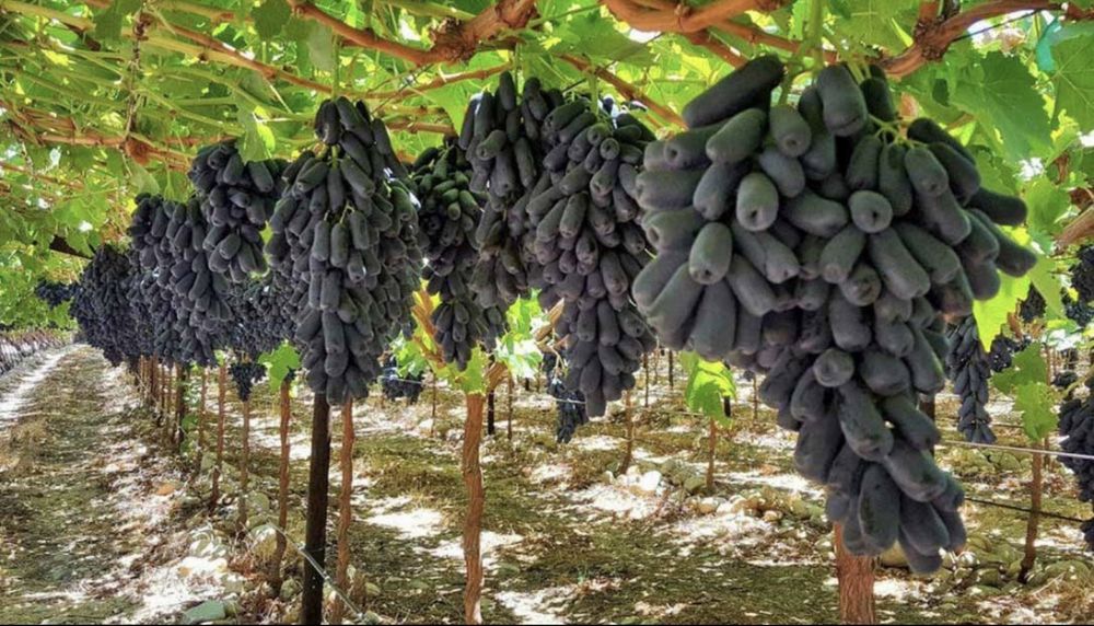 Саженцы винограда Аватар