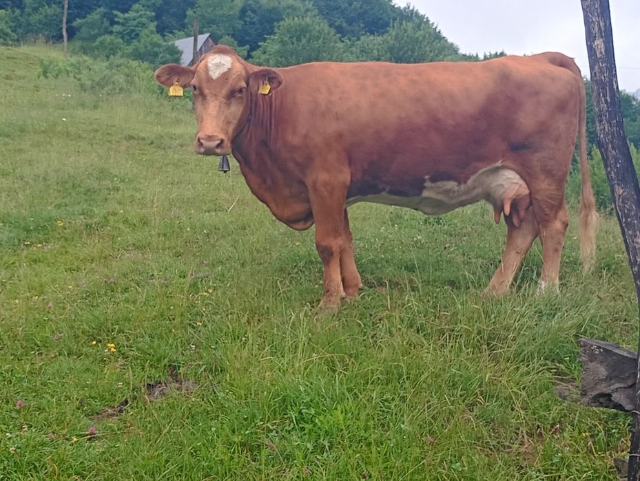 Vând vacă și junincă preț negociabil