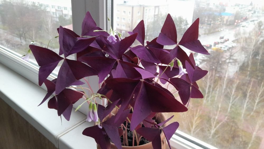 Кислица (оксалис)