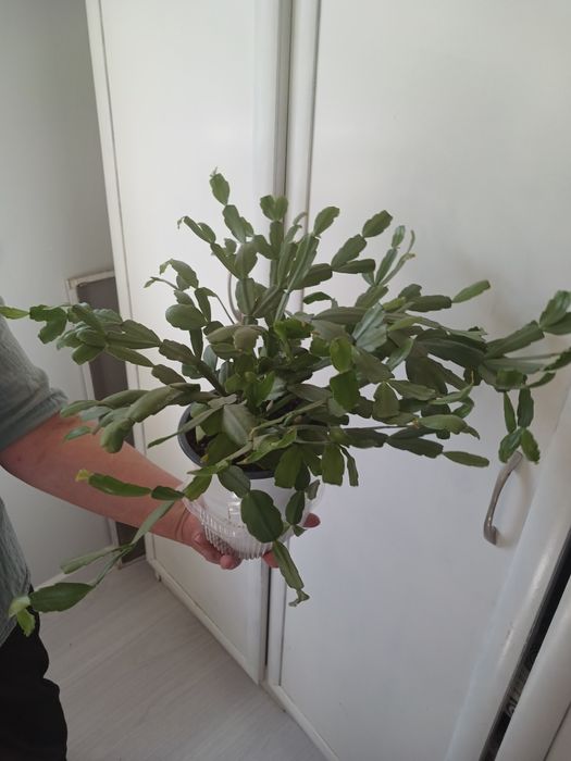 Хлорофитум. Декабрист. Каланхоэ