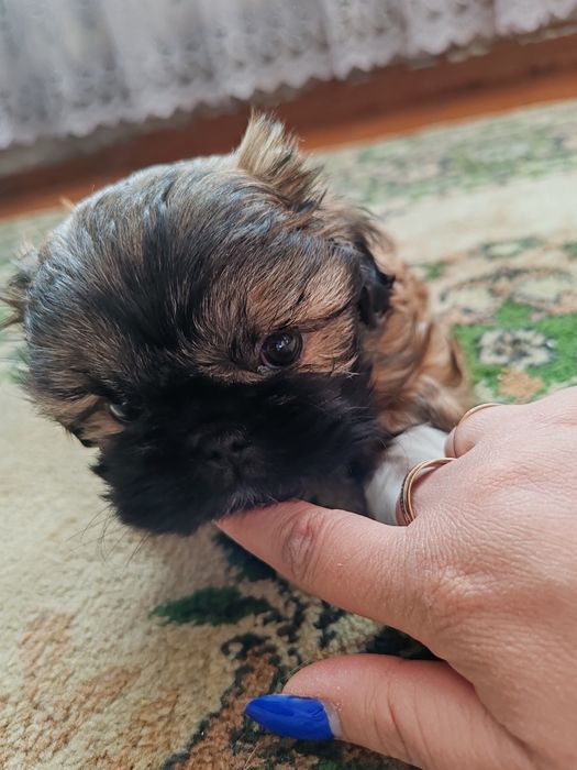 Продам щенка срочно