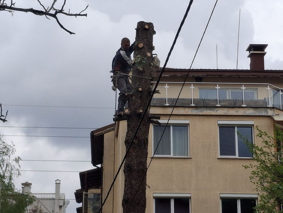 Рязане на опасни дървета в близост до сгради жици и други