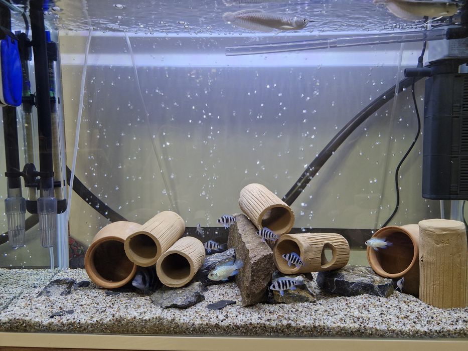 Frontoza Nort blue 4-5sm