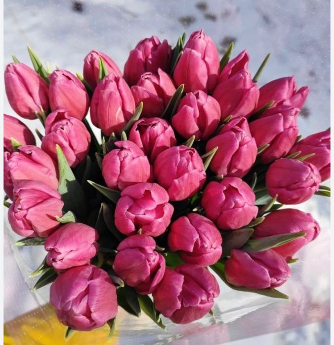 тюльпаны оптом 700тг!