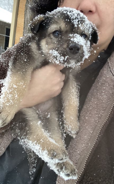 Щенок маленький - девочка