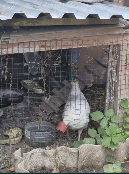 Продаются куры несушки