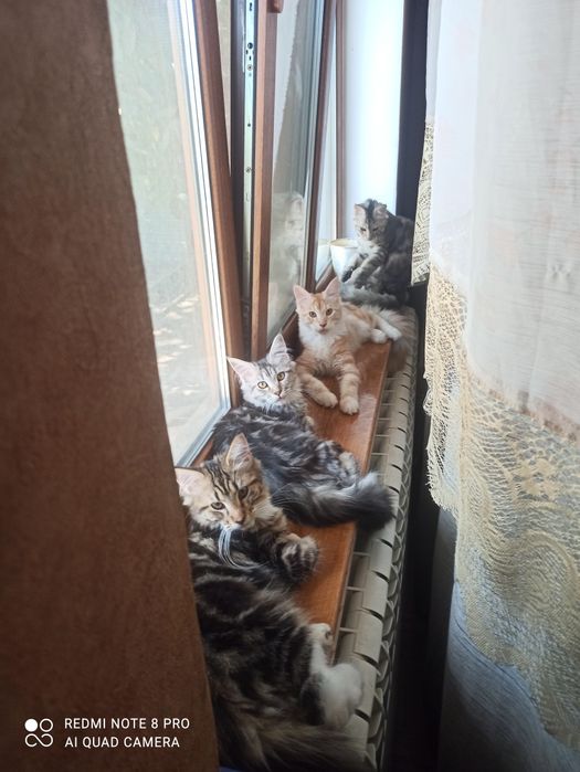 Мейн-кун две кошечки