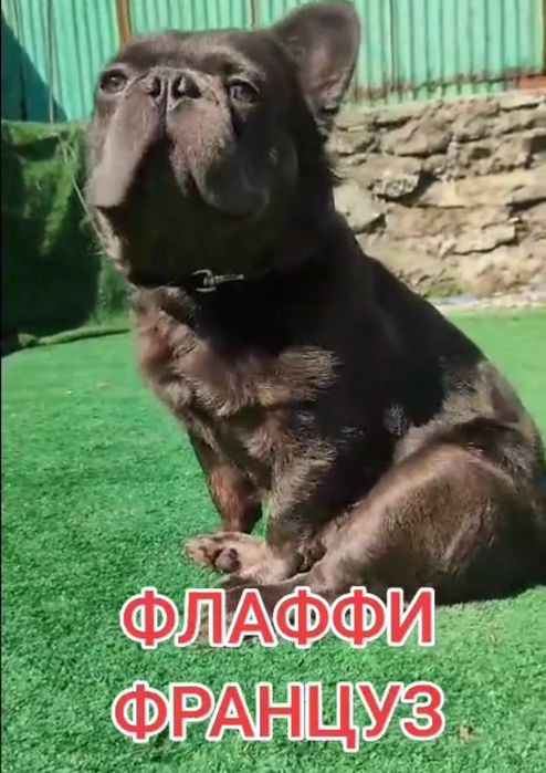 Флаффи (Длинношёрстный французский бульдог)
