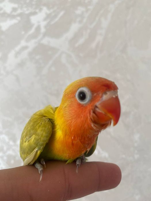 Ruchnoy papugay nerazluchka sotiladi