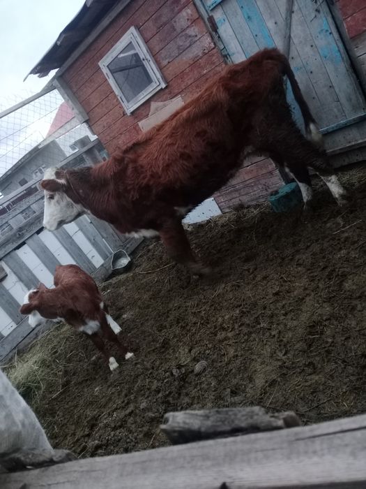 Кунажын кашар сатылат