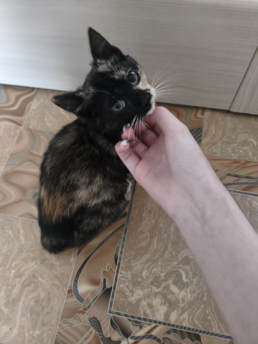Котенок в добрые руки в квартиру