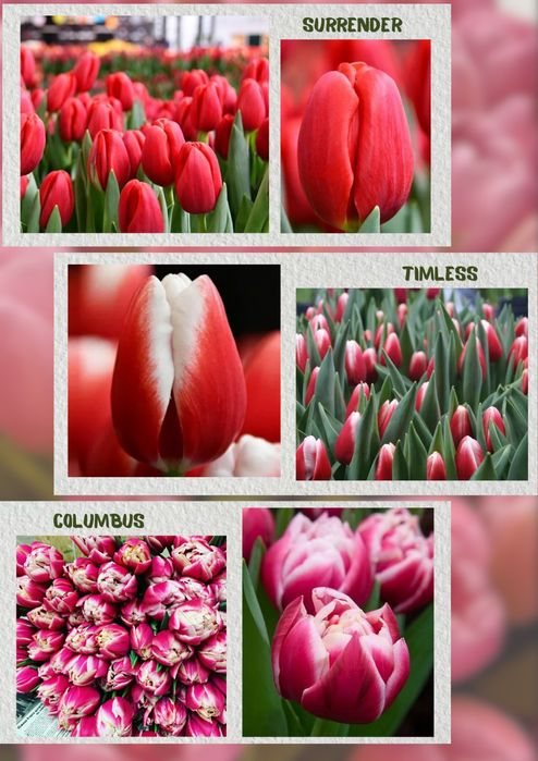 Тюльпаны к 8 марта !