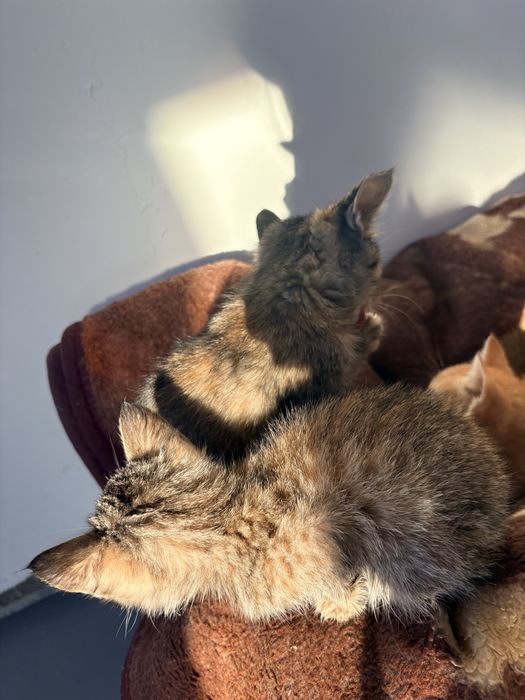 Котята Мысыктар мысык