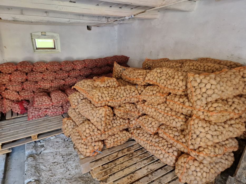 Cartof pentru samanta Arizona Clasa B