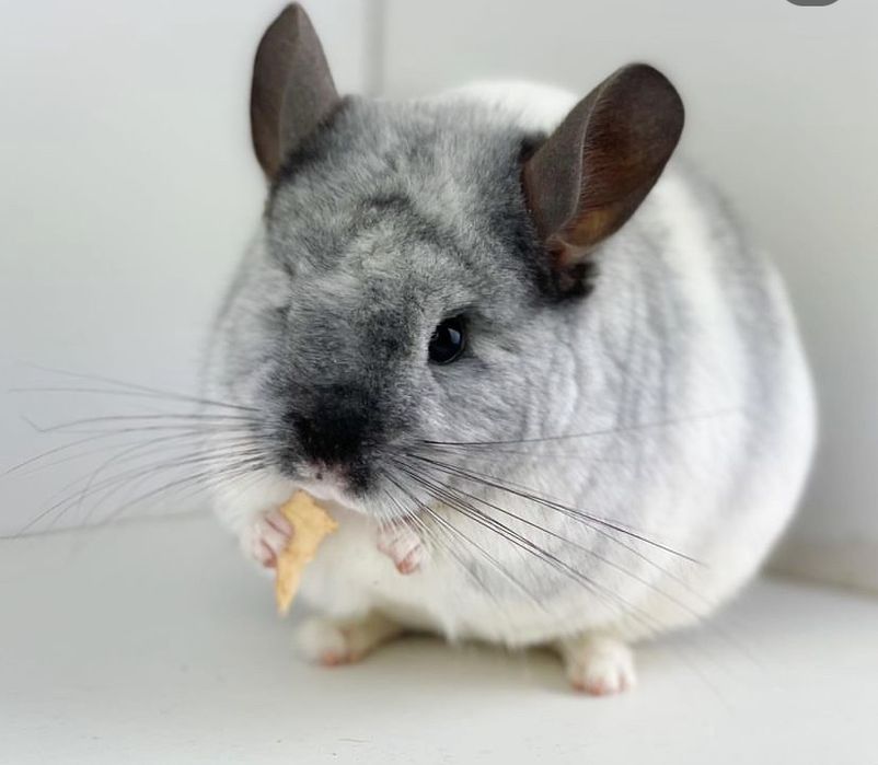 Pui chinchilla cincila sinsila chinchila