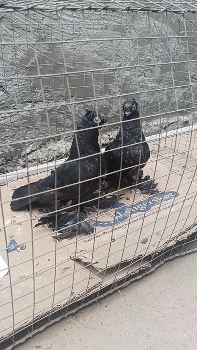 Голуби пискуны жуки