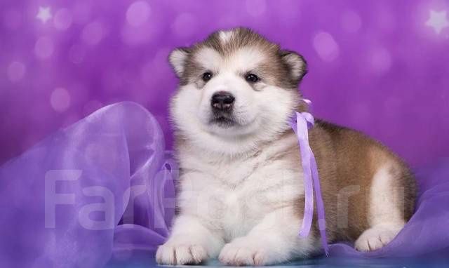 Щеночки породы Аляскинский маламут