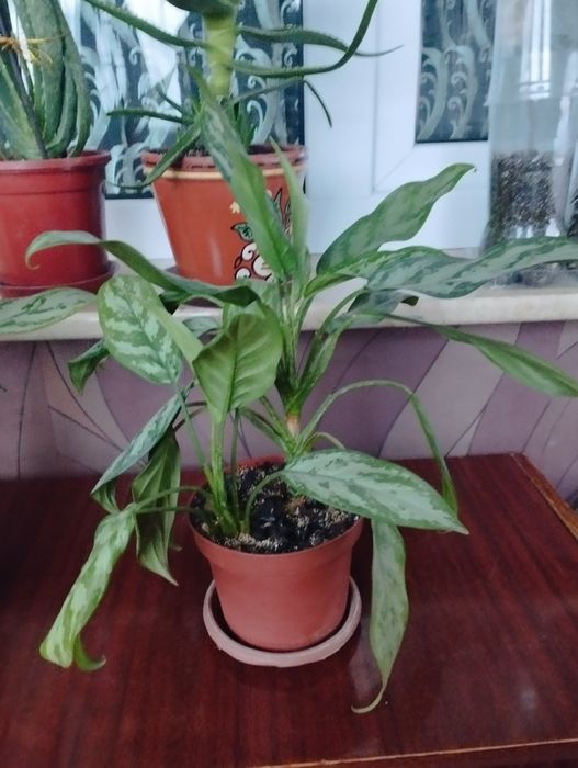 Аглаонема домашнее растение 2000 тн