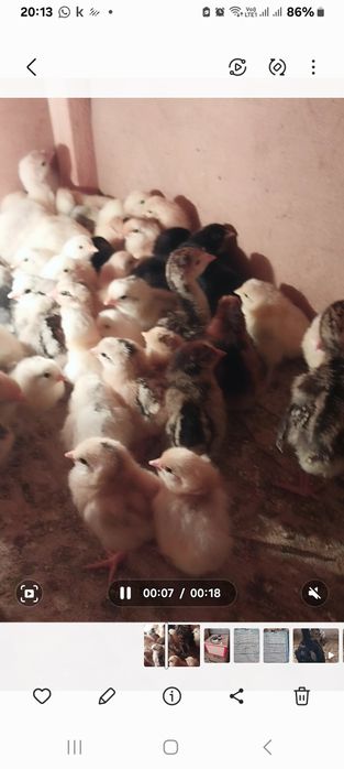 Продоется циплята