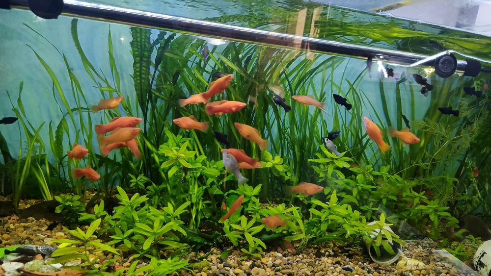 Продаётся аквариумные рыбки