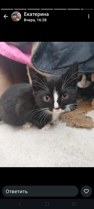 Срочно отдам в добрые руки