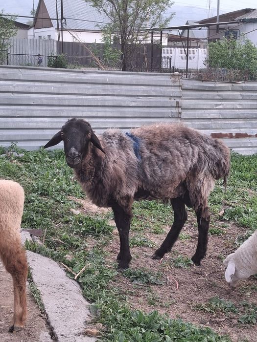 Срочно продам срочно