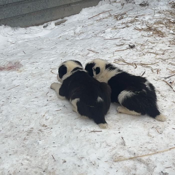 Продается щенки алабая