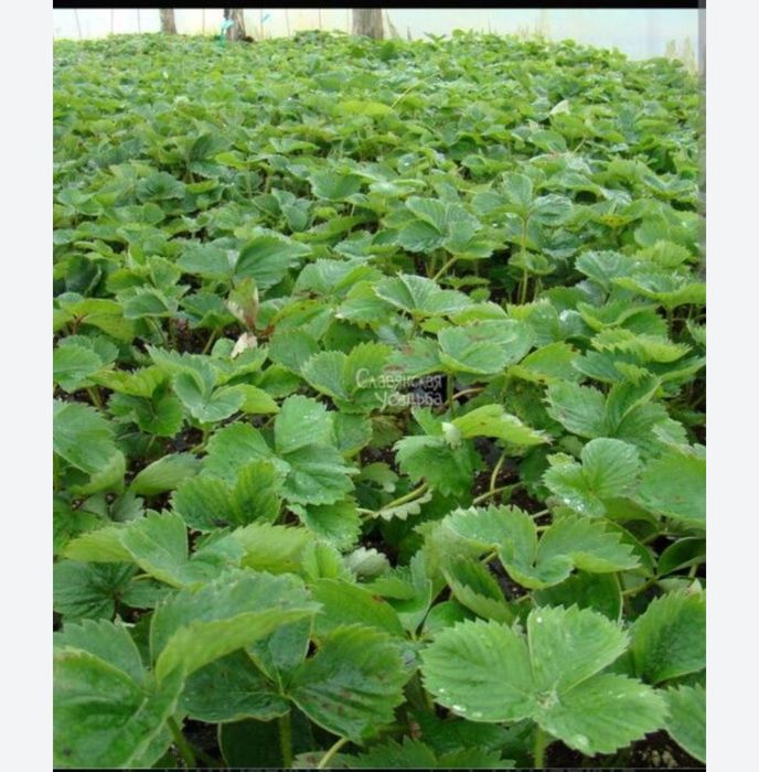 Саженцы клубники