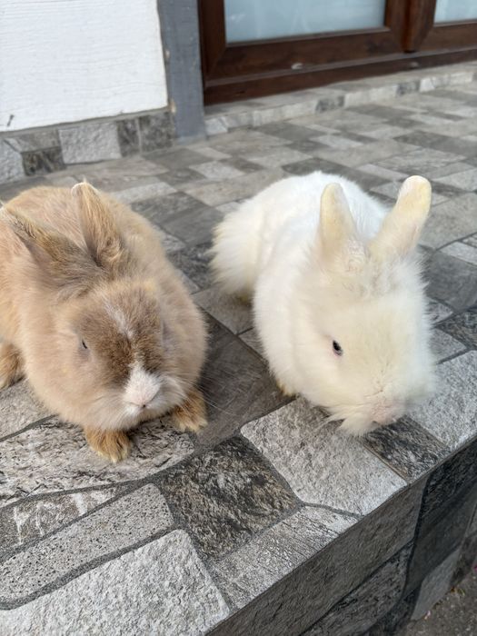 Vand sau schimb masculi cap de leu pitic