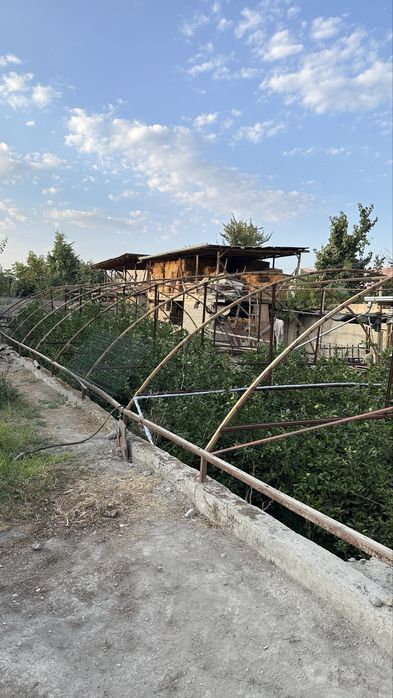Парник Лимон.