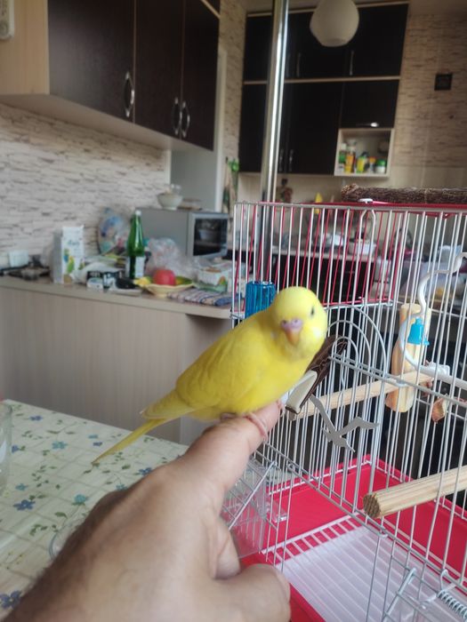 Говорящий ручной волнистик Тоша!