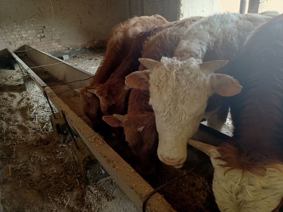 10 bosh Smental buqachalar