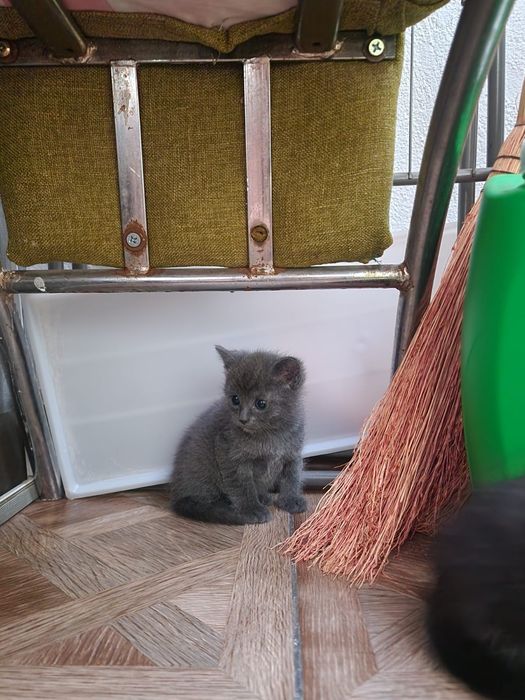 Отдам котят в добрые руки