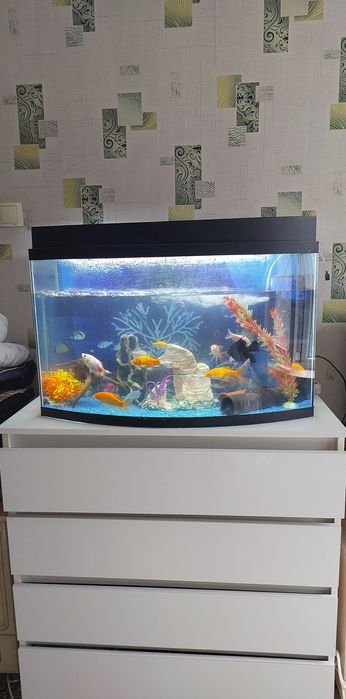 Аквариум рыбками большыми